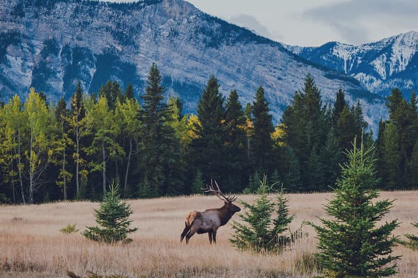 A twelve point elk buck roaming in a field in the mountains