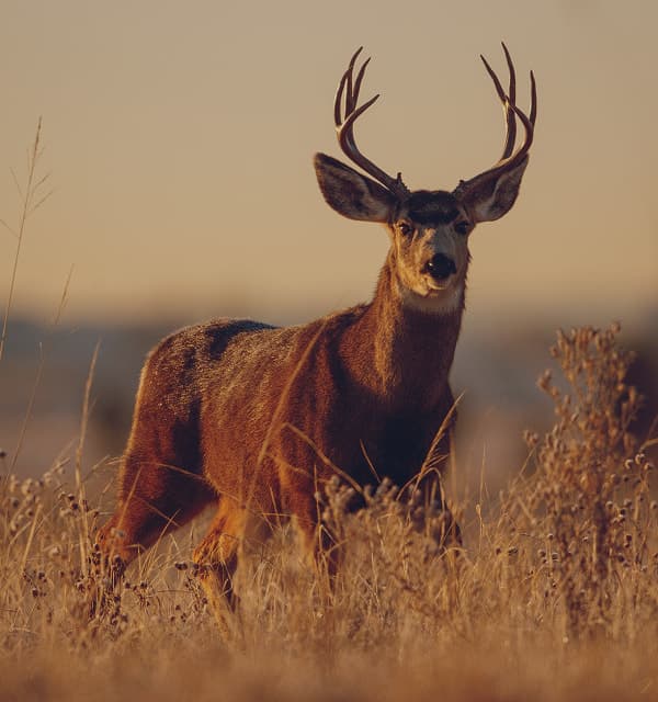 Eight point buck standing in field of tall grass at dusk