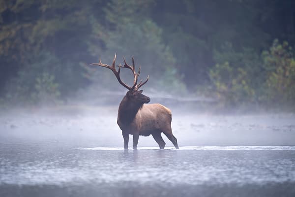 A twelve point elk buck standing in a river in the mountains